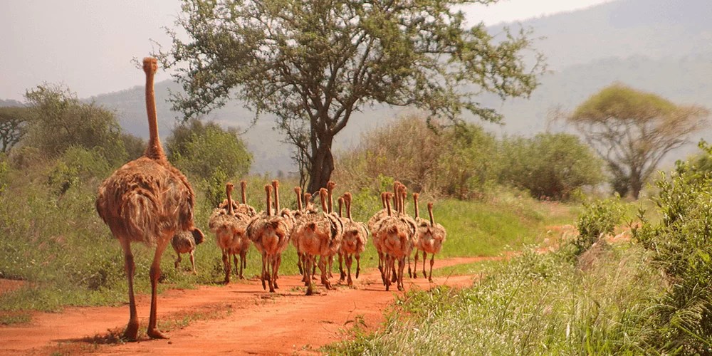 tanzania safaris