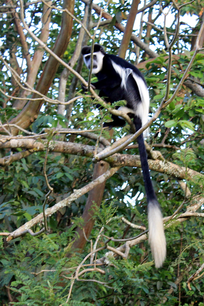 colobus monkey