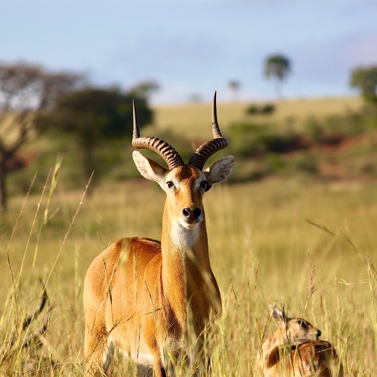 akagera national park