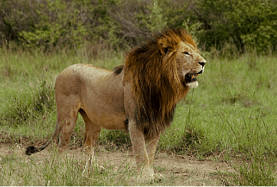 akagera national park