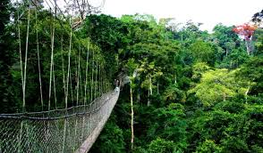 nyungwe forest